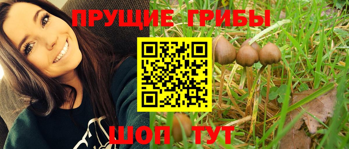 Елабуга  Галлюциногенные грибы Psilocybine cubensis  Вход с VPN 